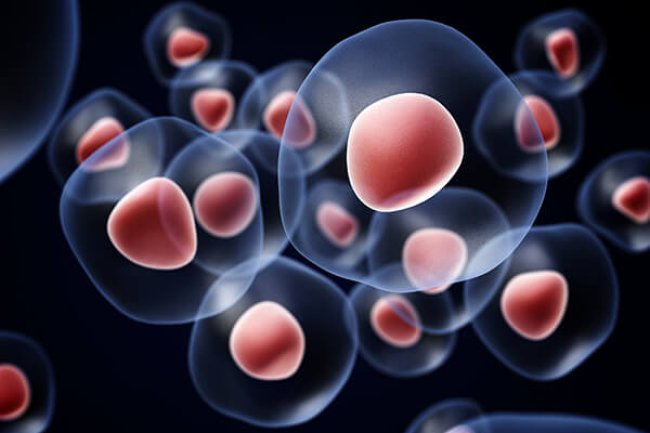 Where Do Stem Cells Come From?