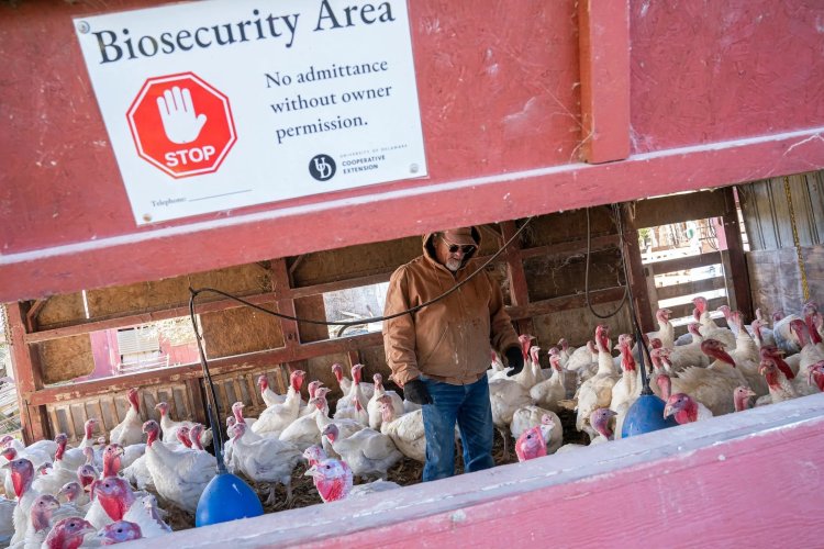 Bird flu could jump to humans any day