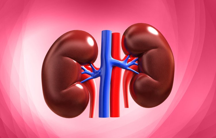 The kidneys have the capacity to regenerate themselves through the stem cell