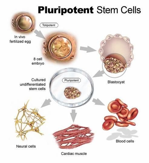 Development of Stem Cell Therapy in Indonesia
