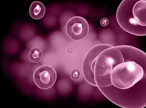 Different potentials of Stem cells such as unipotent, multipotent and pluripotent.