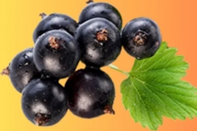 Does your pomegranate contain urolithin A and ellagic acid?