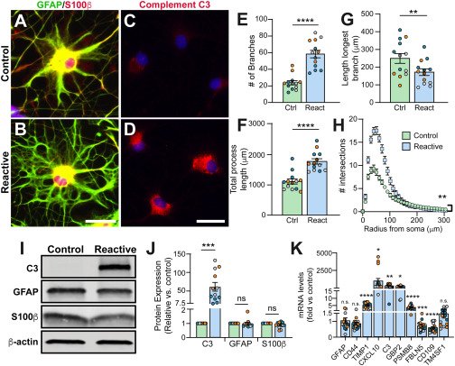 Impulse initiation in engrafted pluripotent stem cell-derived cardiomyocytes can stimulate the recipient heart